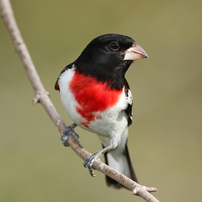Rose-breasted Grosbeak