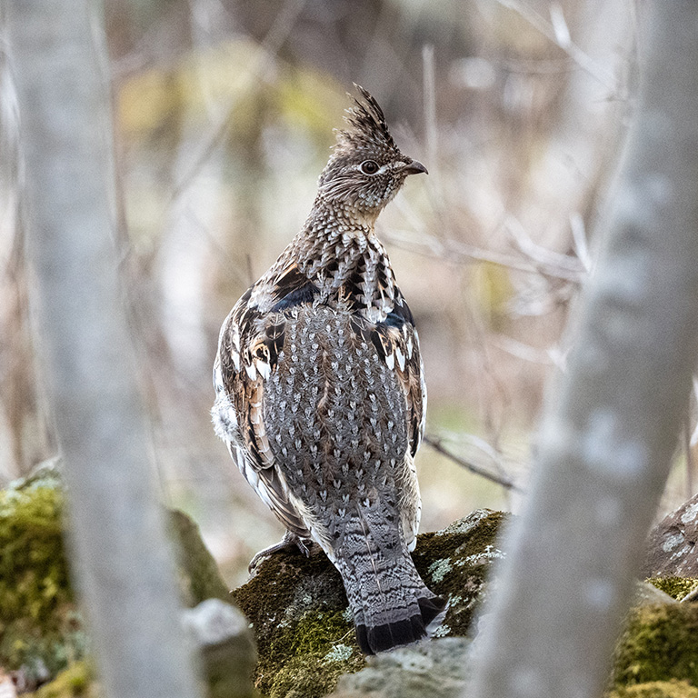 Ruffed Grouse