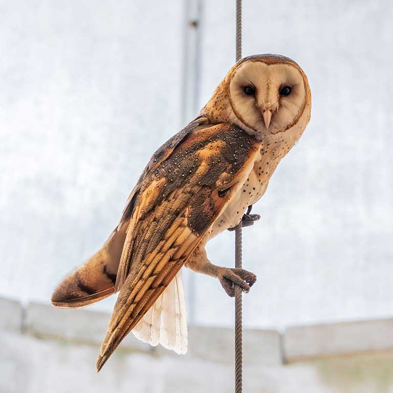 American Barn Owl © Vic Laubach