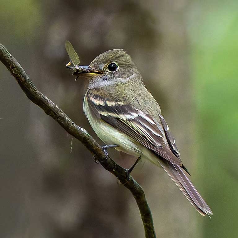 Acadian Flycatcher © Frédérick Lelièvre