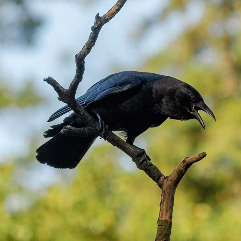 American Crow © Todd Kiraly