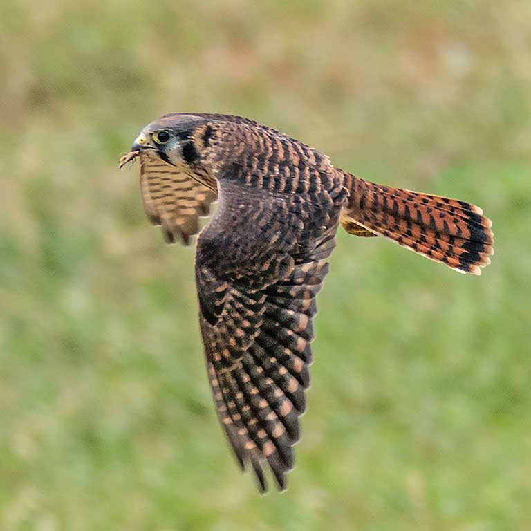 American Kestrel © Vic Laubach