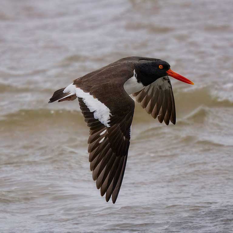 American Oystercatcher © Corby Amos