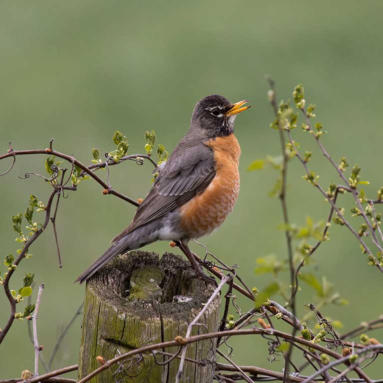 American Robin © Dave Boltz