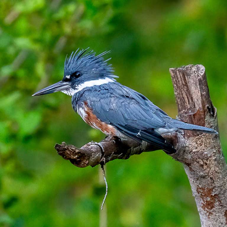 Belted Kingfisher © Corby Amos