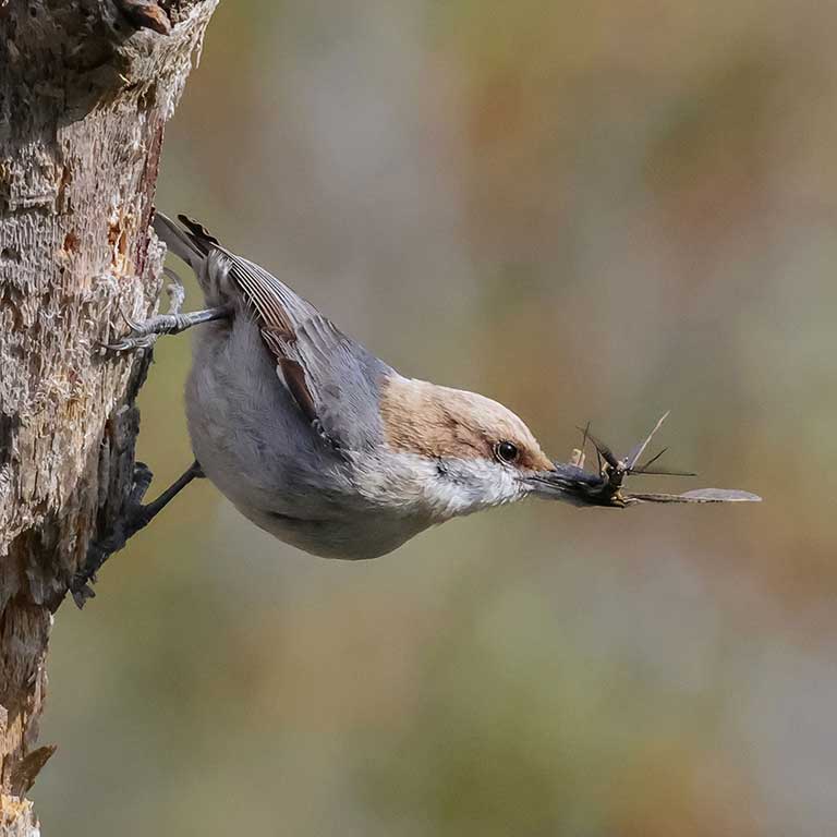 Brown-headed Nuthatch © Deborah Humphries