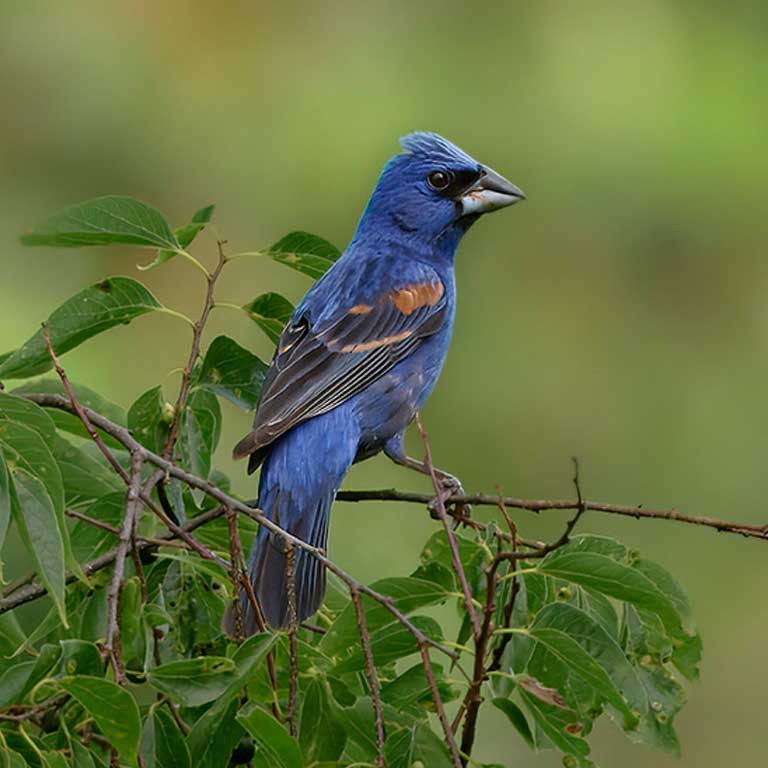 Blue Grosbeak © Corby Amos