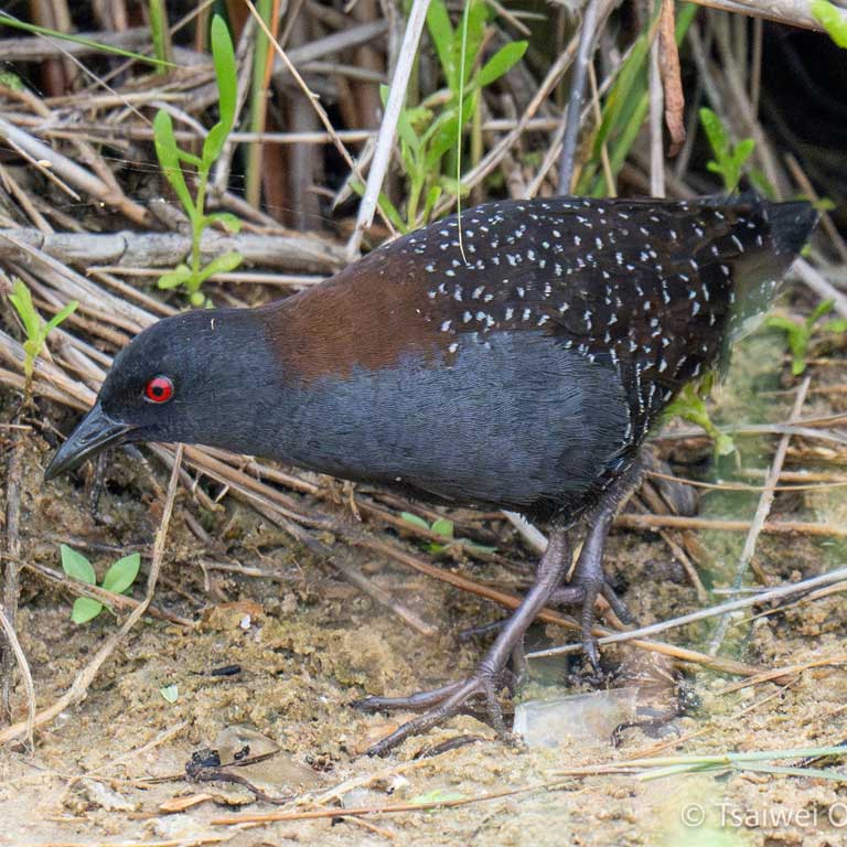 Black Rail © Tsaiwei Olee