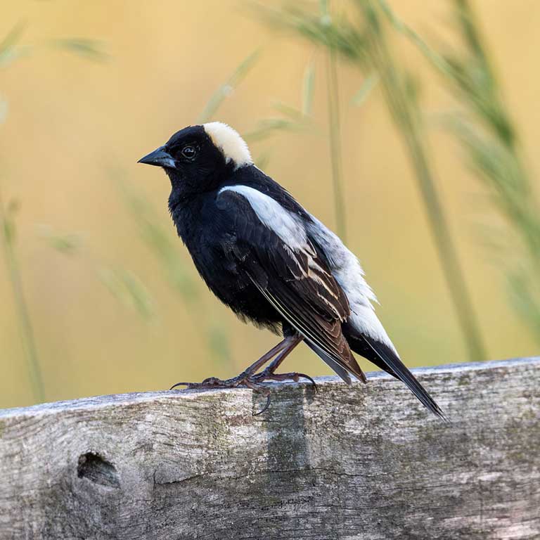 Bobolink © Joe Mahaffey