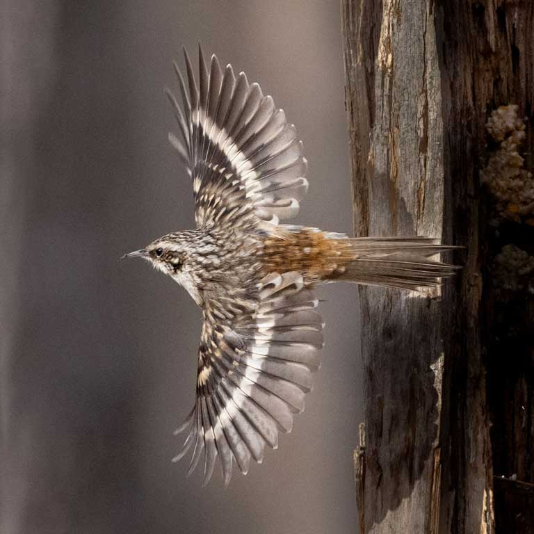 Brown Creeper © Thomas K. Haycraft