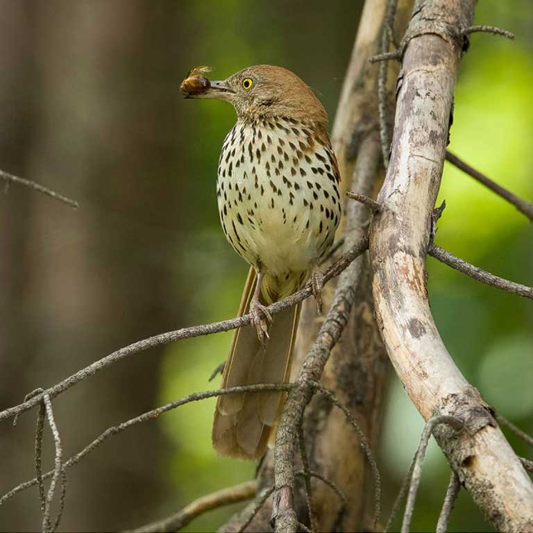 Brown Thrasher © Lisa Benoit