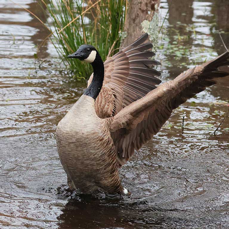 Canada Goose © Deborah Humphries