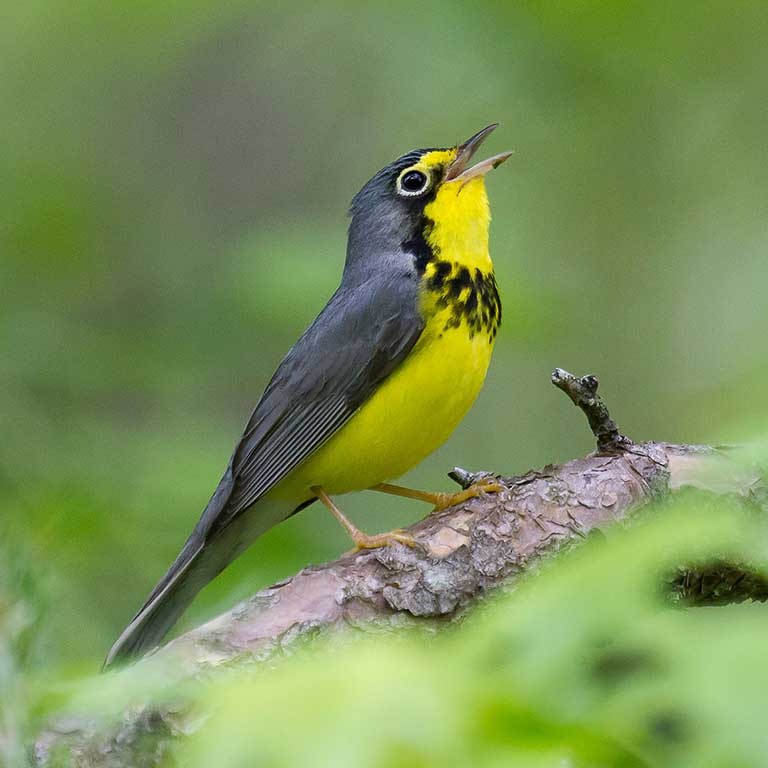 Canada Warbler © Dave Boltz