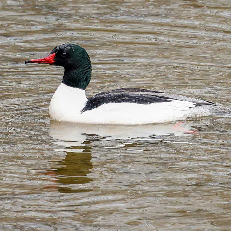 Common Merganser © Baxter Beamer