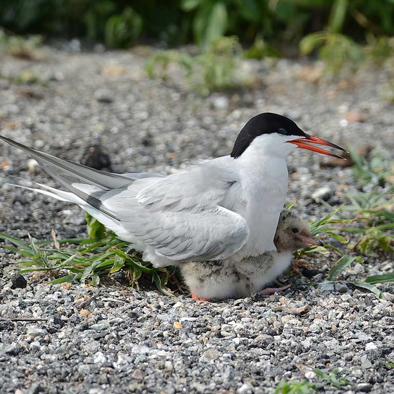 Common Tern © Bill Williams