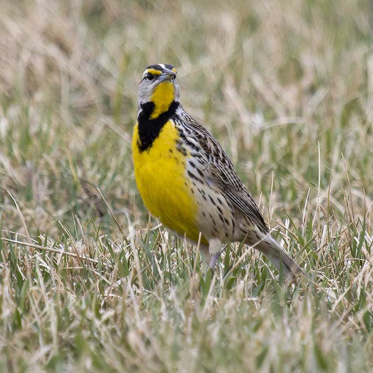 Eastern Meadowlark © Dave Boltz
