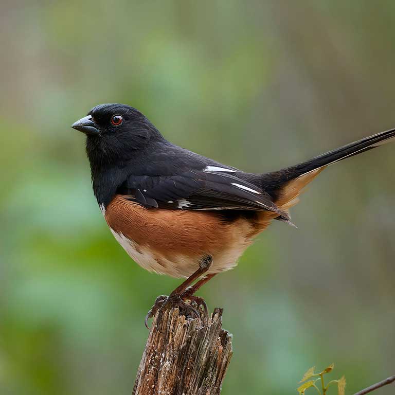 Eastern Towhee © Corby Amos