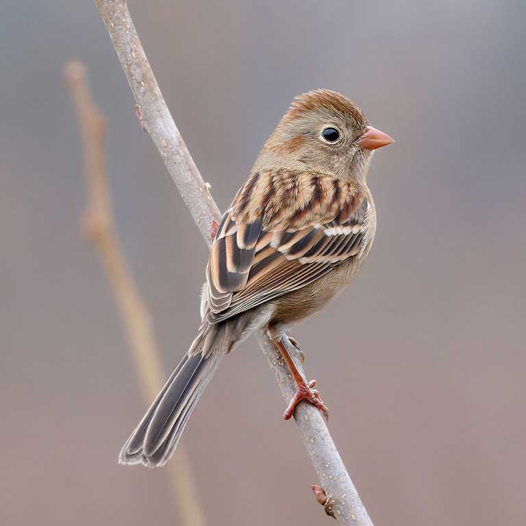 Field Sparrow © Corby Amos
