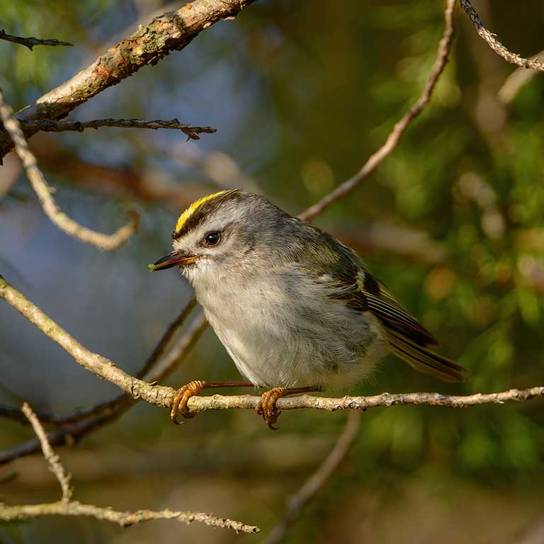 Golden-crowned Kinglet © Jim Emery