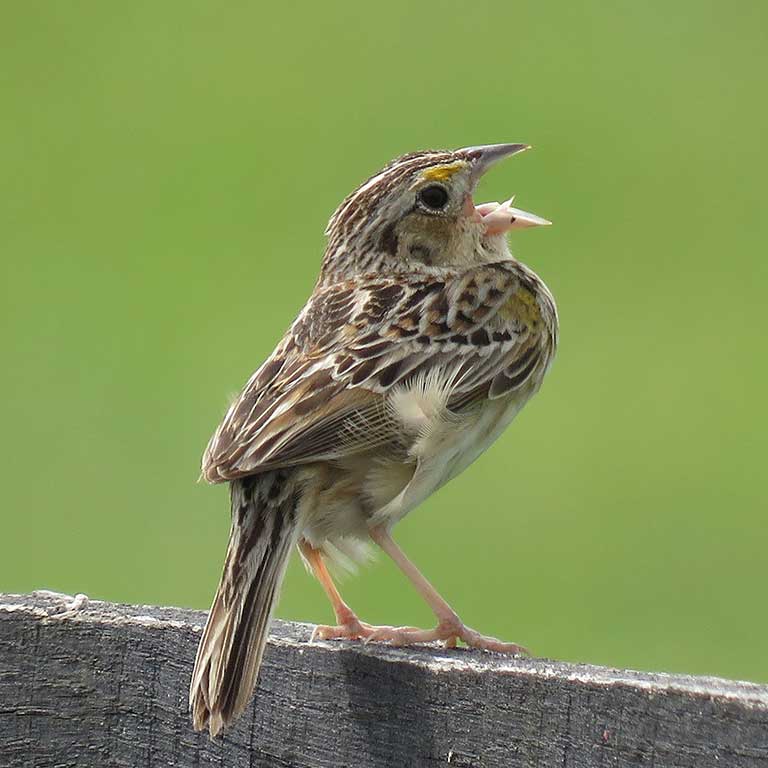 Grasshopper Sparrow © Linda Millington