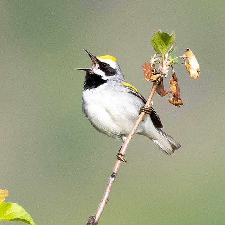 Golden-winged Warbler © Baxter Beamer