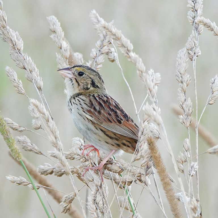 Henslow’s Sparrow © Bert Harris