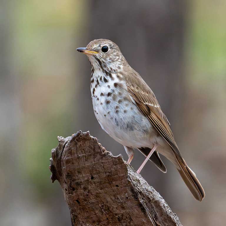 Hermit Thrush © Joe Mahaffey