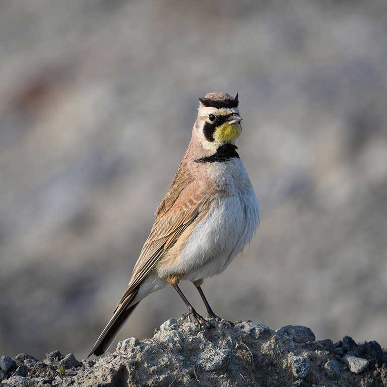 Horned Lark © Jim Emery