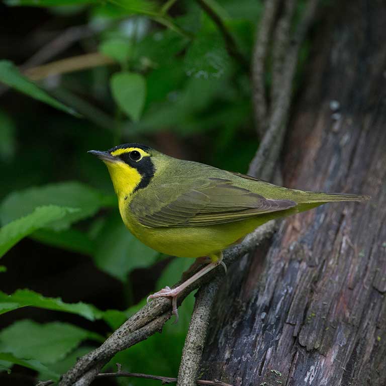 Kentucky Warbler © Brian Smith