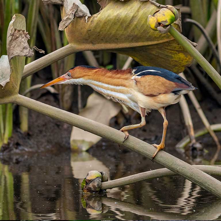 Least Bittern © Todd Kiraly