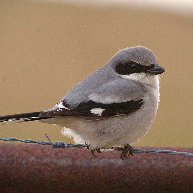 Loggerhead Shrike © Ty Smith