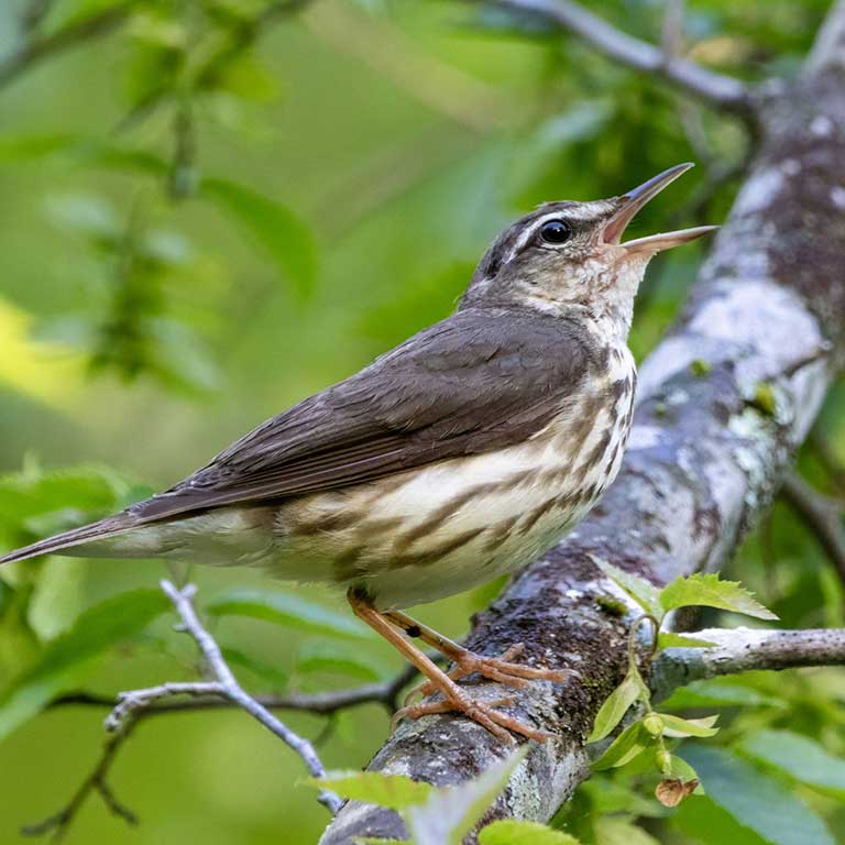 Louisiana Waterthrush © Megan Rollins