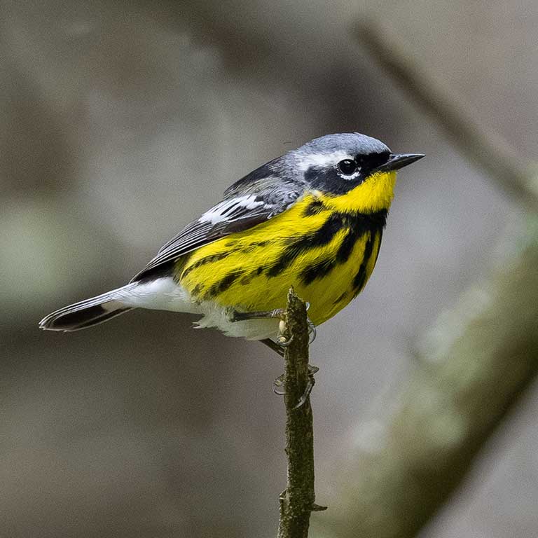Magnolia Warbler © Baxter Beamer