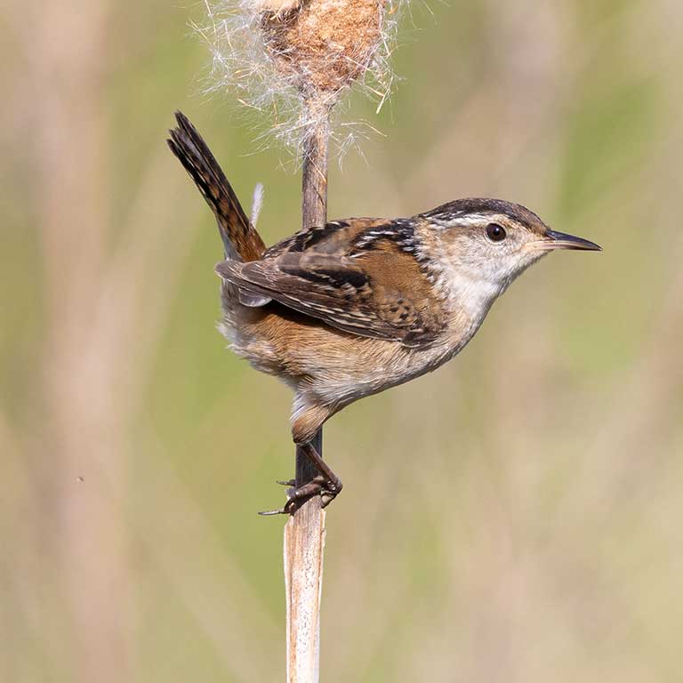 Marsh Wren © Baxter Beamer