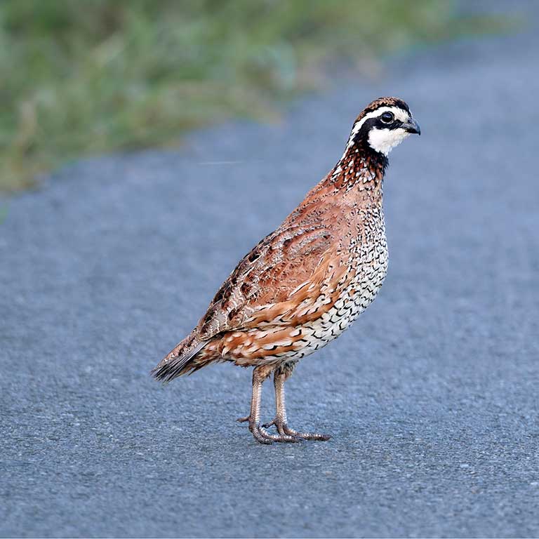 Northern Bobwhite © Corby Amos