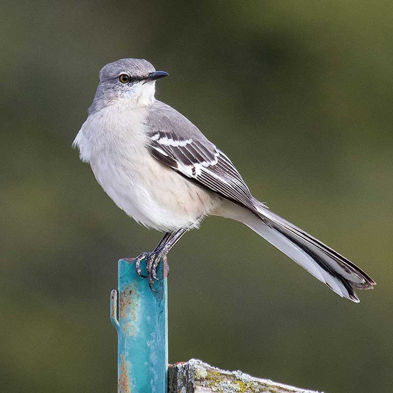 Northern Mockingbird © Dave Boltz