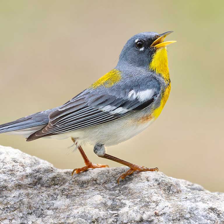 Northern Parula © Matt Felperin