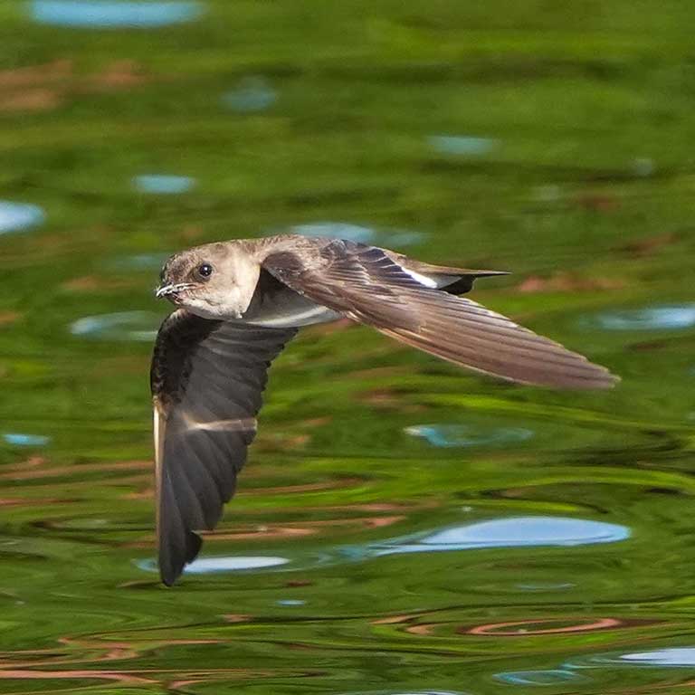 Northern Rough-winged Swallow © TJ Byrd