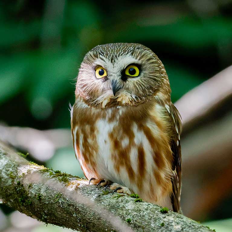 Northern Saw-whet Owl © Baxter Beamer