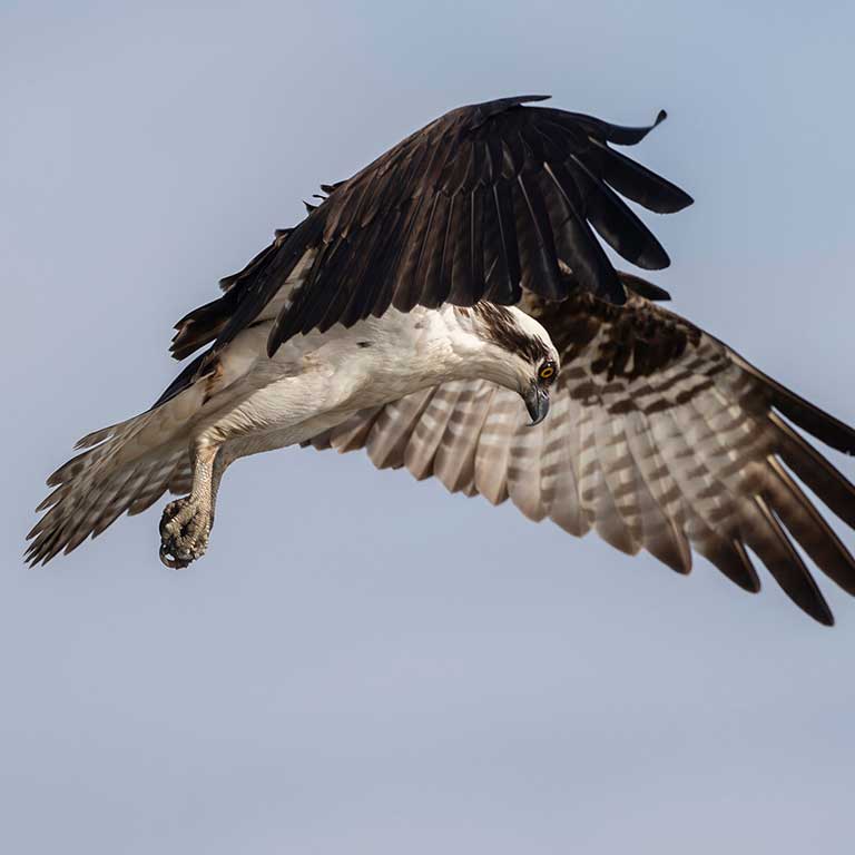 Osprey © Tim Fearington