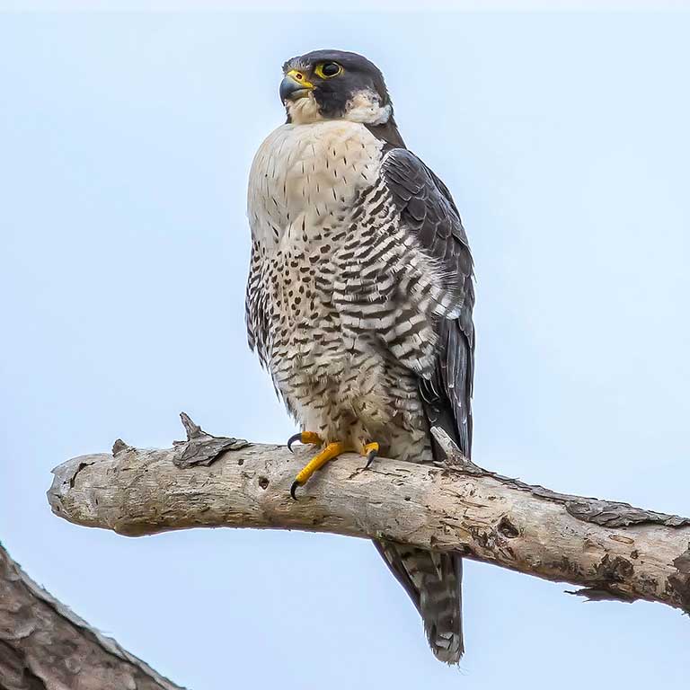 Peregrine Falcon © Barbara Houston
