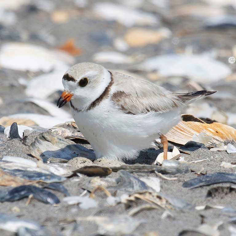 Piping Plover © Mario Balitbit