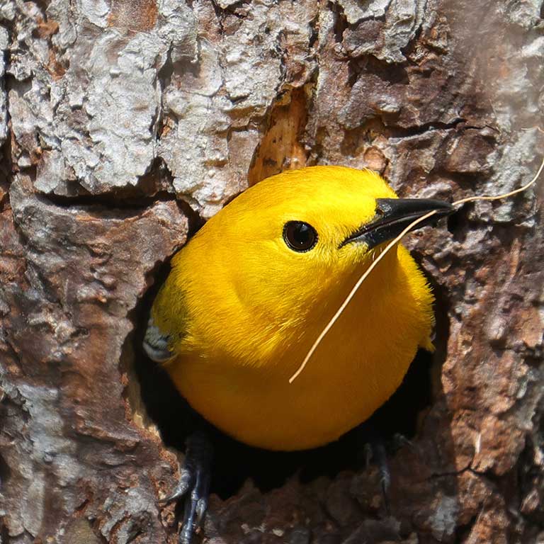 Prothonotary Warbler © Deborah Humphries