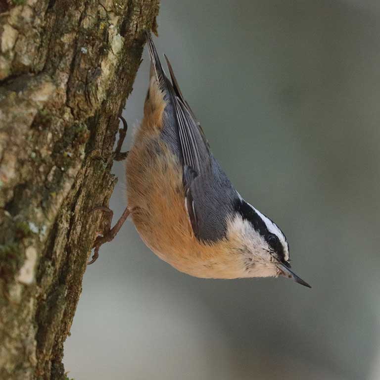 Red-breasted Nuthatch © Martina Nordstrand
