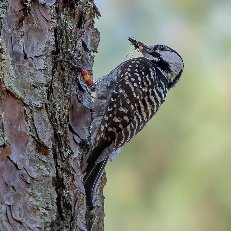 Red-cockaded Woodpecker © David Yeager