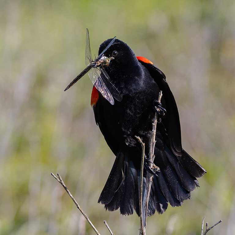Red-winged Blackbird © Dixie Sommers