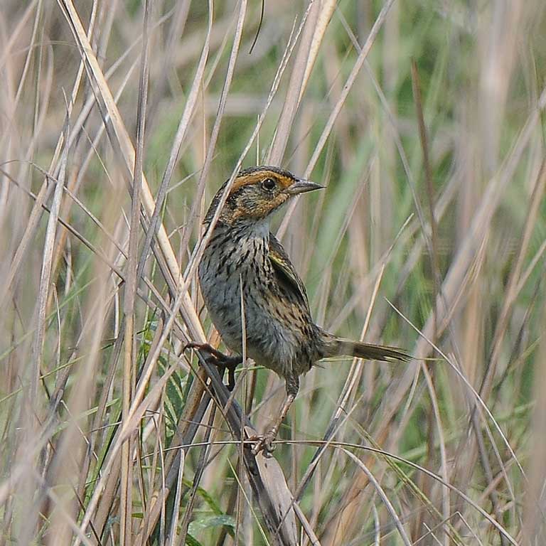 Saltmarsh Sparrow © Cory Gregory