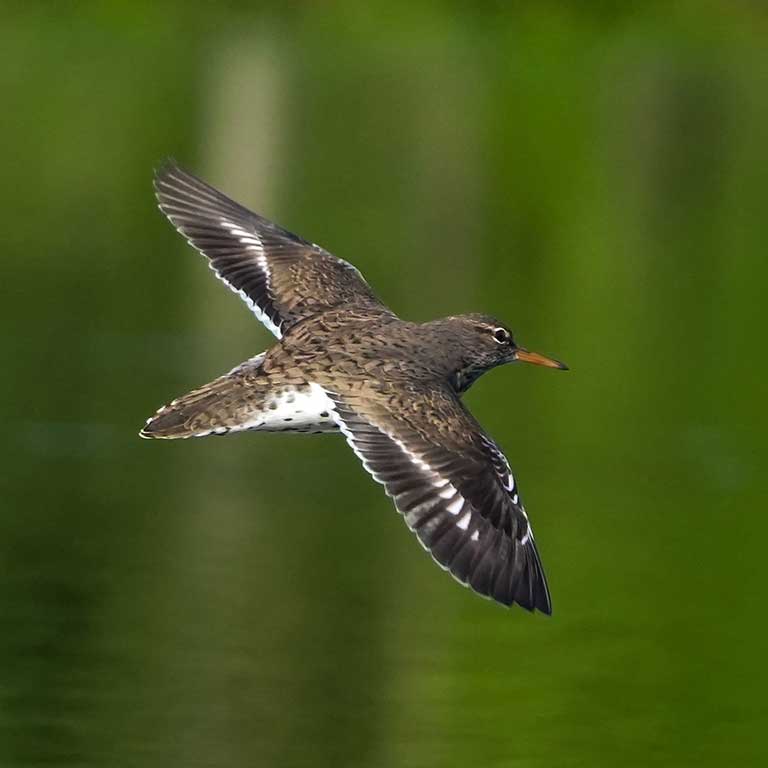 Spotted Sandpiper © TJ Byrd