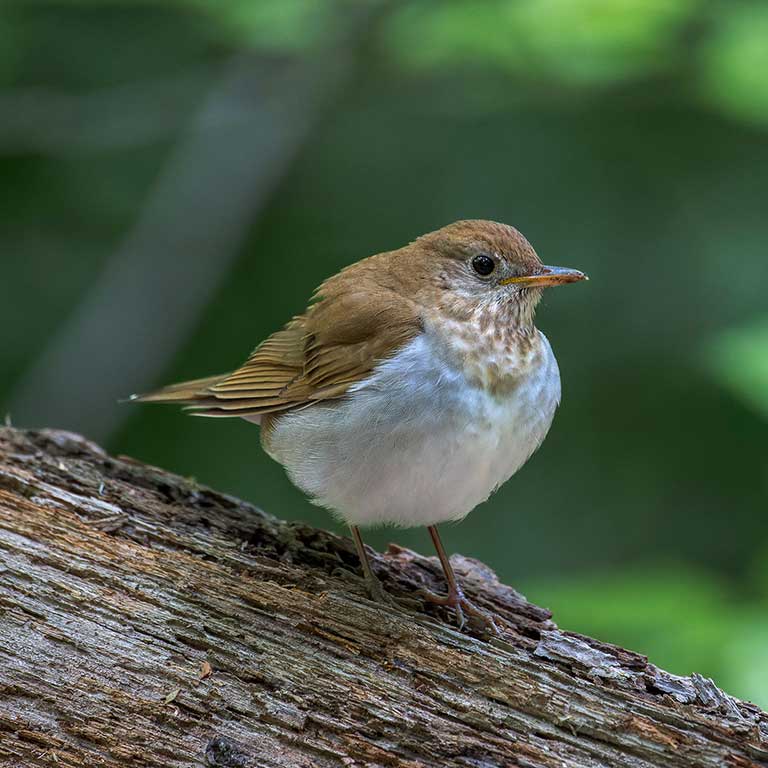 Veery © Alan Phipps