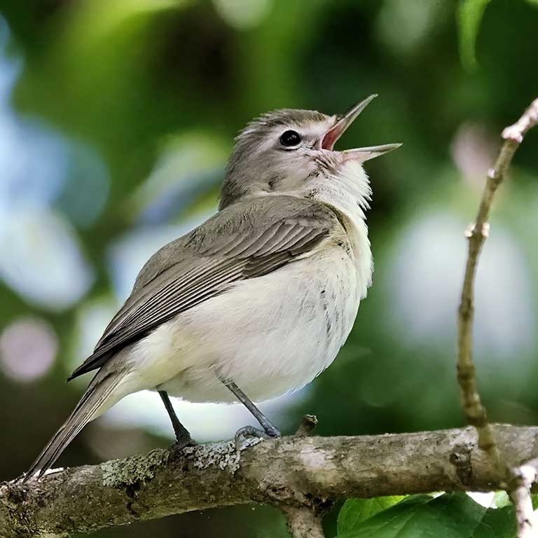 Eastern Warbling-Vireo © Alan Mitchnick